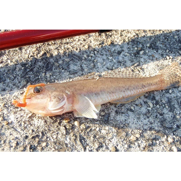 ガルプ！ソルトウォーターイソメ　極太　4インチ